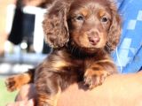 Çikolata tan longhair dachund yavrular