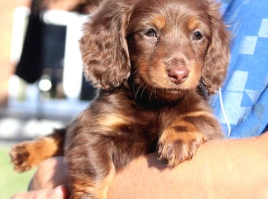 Çikolata tan longhair dachund yavrular
