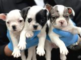 mÜKEMMEL ANATOMİDE SAFKAN FRANSIZ BULLDOG YAVRULARI