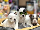 Mükemmel Anatomi̇de Safkan Fransiz Bulldog Yavrulari