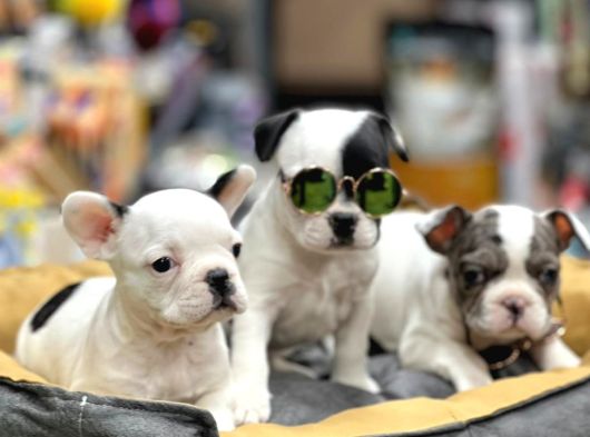 Mükemmel Anatomi̇de Safkan Fransiz Bulldog Yavrulari görsel
