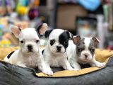 Mükemmel Anatomi̇de Safkan Fransiz Bulldog Yavrulari