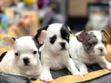 Mükemmel Anatomi̇de Safkan Fransiz Bulldog Yavrulari