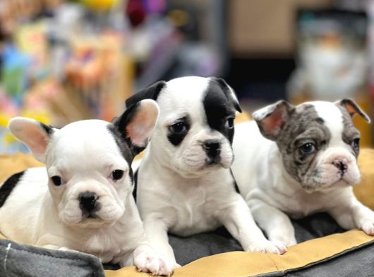 Mükemmel Anatomi̇de Safkan Fransiz Bulldog Yavrulari görsel