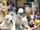 Mükemmel Anatomi̇de Safkan Fransiz Bulldog Yavrulari