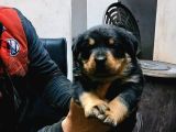 İrk garantili müthiş kan hatlı sağlıklı bebekler