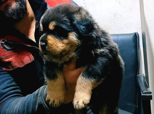 İrk Garantili Müthiş Kan Hatlı Sağlıklı Bebekler görsel