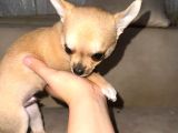 2 Aylık Chihuahua Erkek Yavrusu