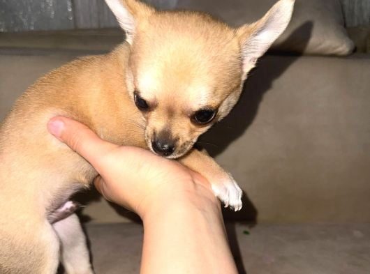 2 Aylık Chihuahua Erkek Yavrusu görsel
