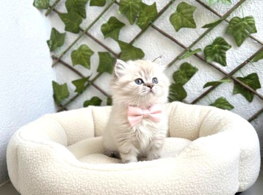 Safkan Longhair Kedilerimiz Yeni Yuvalarını Arıyor