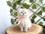 Safkan Longhair Kedilerimiz Yeni Yuvalarını Arıyor
