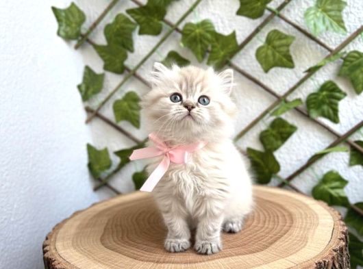 Safkan Longhair Kedilerimiz Yeni Yuvalarını Arıyor görsel