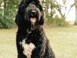 Black Doodle