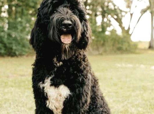 Black Doodle görsel
