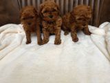Toy Poodle Yavrular