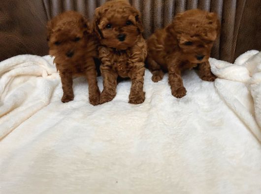 Toy Poodle Yavrular görsel