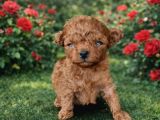 Toy Poodle Yavrular