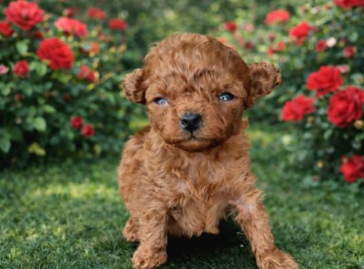 Toy Poodle Yavrular görsel