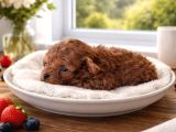 Toy Poodle Yavrular