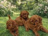 Toy Poodle Yavrular