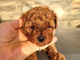 Toy poodle yavrular