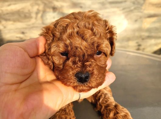 Toy Poodle Yavrular