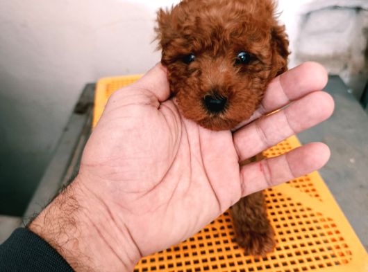 Korekan Poodle Yavrularim görsel