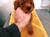 Korekan Poodle Yavrularim