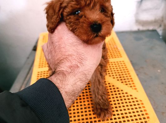 Korekan Poodle Yavrularim görsel