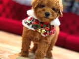 Toy Poodle Sevi̇mli̇ Yavrular Ev Üreti̇mi̇