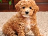MALTİPOO CİNSİ YAVRULAR EV ÜRETİMİ