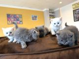 Renk Renk British Shorthair Yavrular Mağazamizda Görün Ank