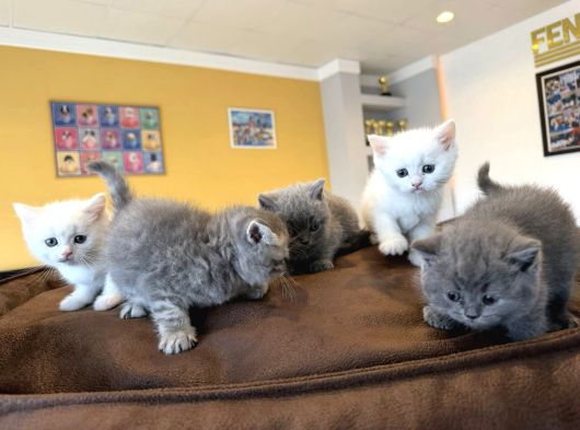 Renk Renk British Shorthair Yavrular Mağazamizda Görün Ank görsel
