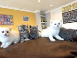 Renk Renk British Shorthair Yavrular Mağazamizda Görün Ank
