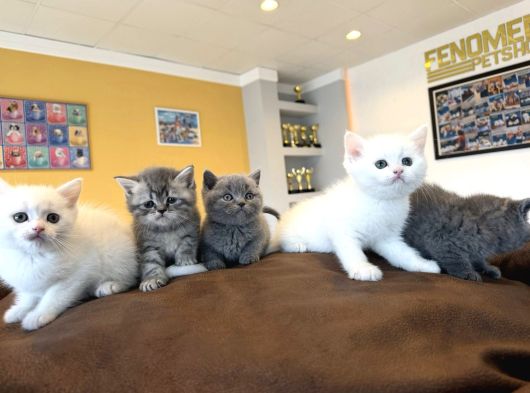 Renk Renk British Shorthair Yavrular Mağazamizda Görün Ank görsel