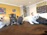 Renk Renk British Shorthair Yavrular Mağazamizda Görün Ank