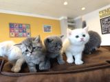 RENK RENK BRITISH SHORTHAIR YAVRULAR MAĞAZAMIZDA GÖRÜN ANK