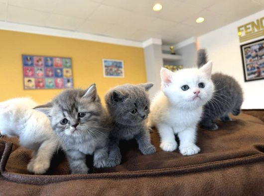 Renk Renk British Shorthair Yavrular Mağazamizda Görün Ank