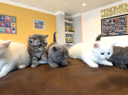 Renk Renk British Shorthair Yavrular Mağazamizda Görün Ank görsel