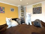 Renk Renk British Shorthair Yavrular Mağazamizda Görün Ank