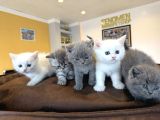 Renk Renk British Shorthair Yavrular Mağazamizda Görün Ank