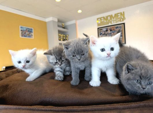 Renk Renk British Shorthair Yavrular Mağazamizda Görün Ank görsel