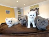 Renk Renk British Shorthair Yavrular Mağazamizda Görün Ank