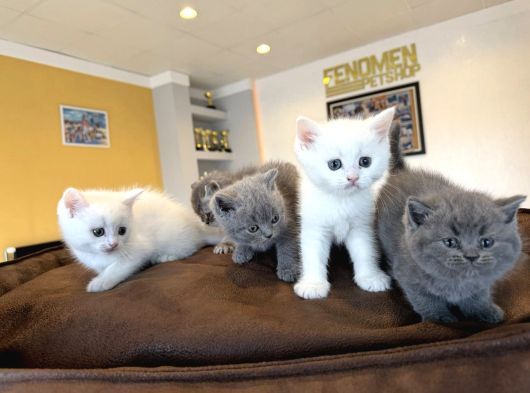 Renk Renk British Shorthair Yavrular Mağazamizda Görün Ank görsel