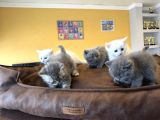 Renk Renk British Shorthair Yavrular Mağazamizda Görün Ank