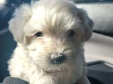 Mini boy oyuncak surat maltese bebekler