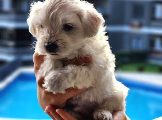 Mini Boy Maltese Terrier Bebeğimiz görsel