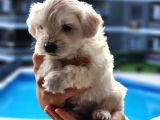 Mini Boy Oyuncak Surat Maltese Bebekler