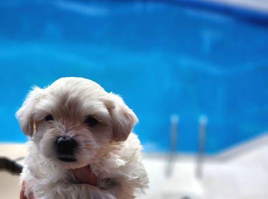Mini Boy Maltese Terrier Bebeğimiz görsel