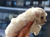 Mini Boy Maltese Terrier Bebeğimiz